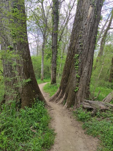 Chickasaw trace mountain bike trail hotsell