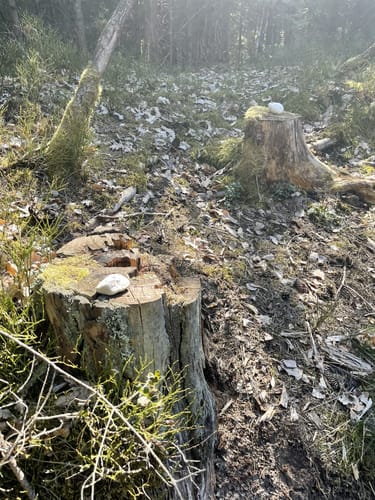 Durchs Mühllohbachtal