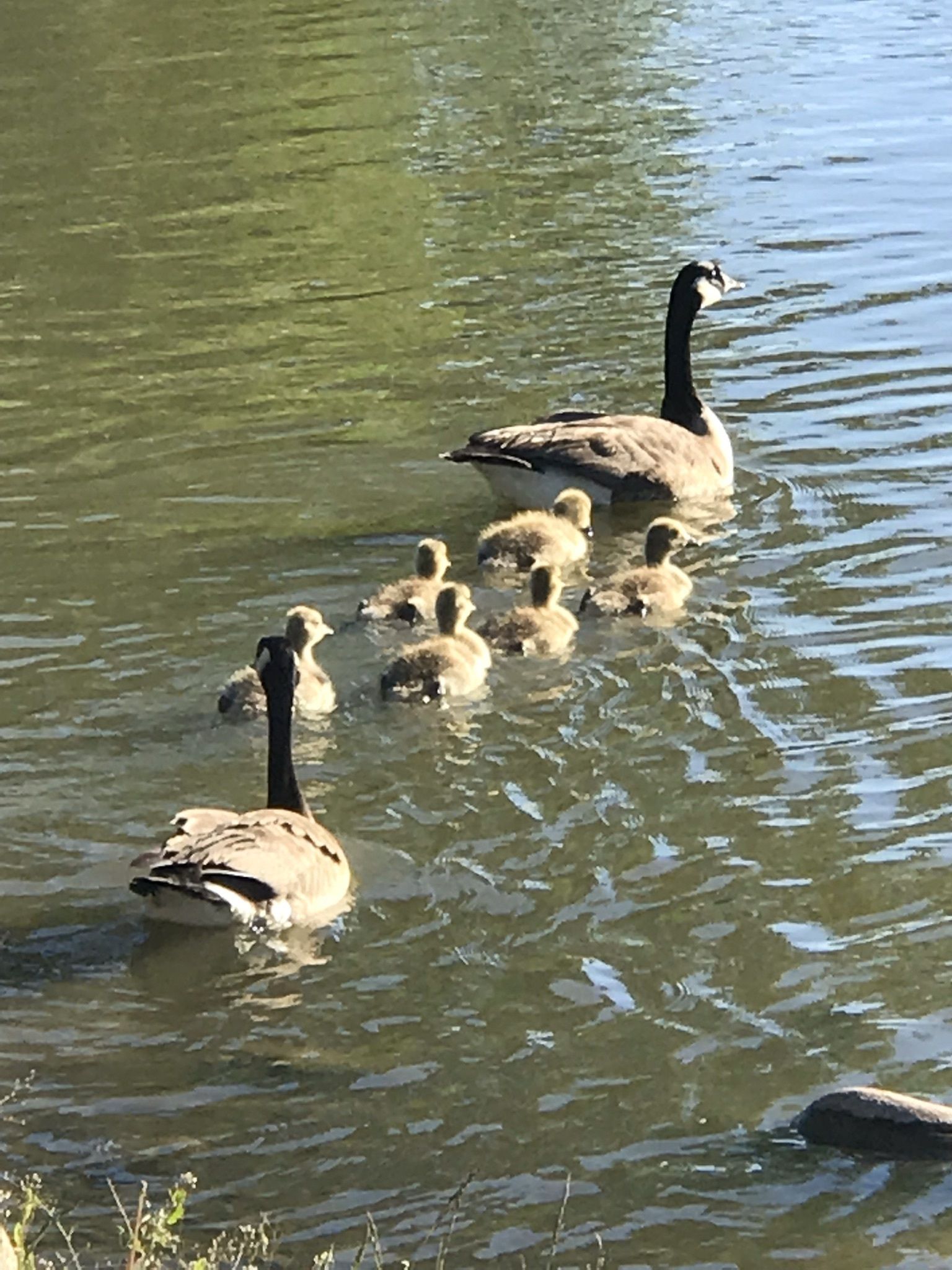 Canada on sale goose chinook