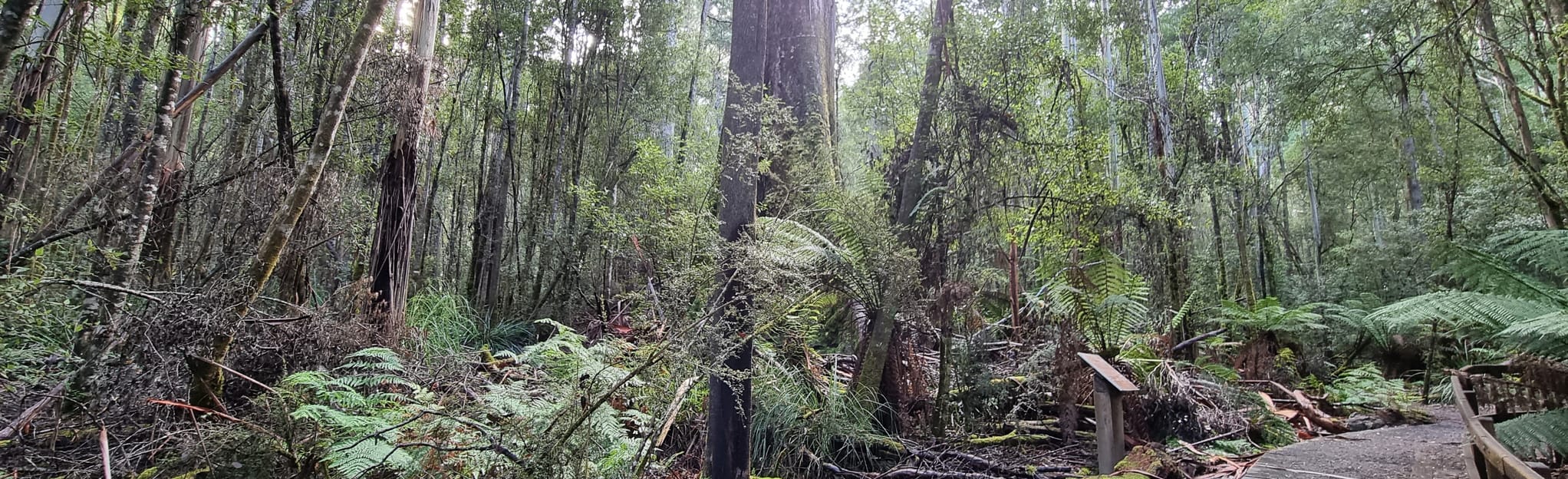 Tall Trees Walk, Tasmania, Australia 32 Reviews, Map AllTrails