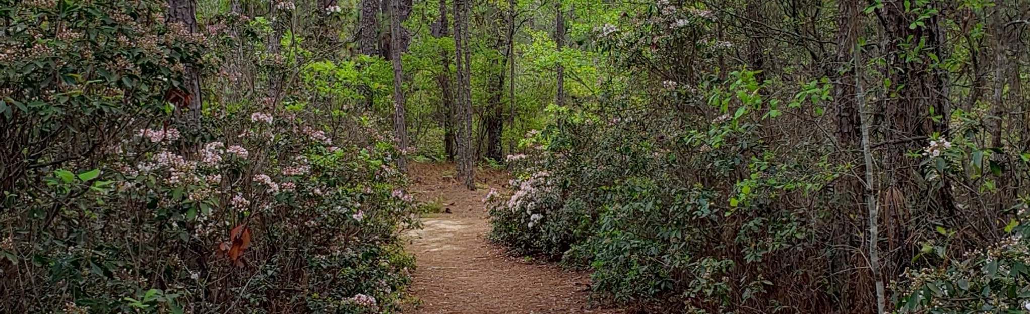 Hitchcock Tea Cottage Loop, South Carolina 165 Reviews, Map AllTrails