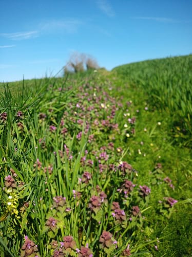 Löfer Rabenlaypfad (Premiumspazierwanderweg)