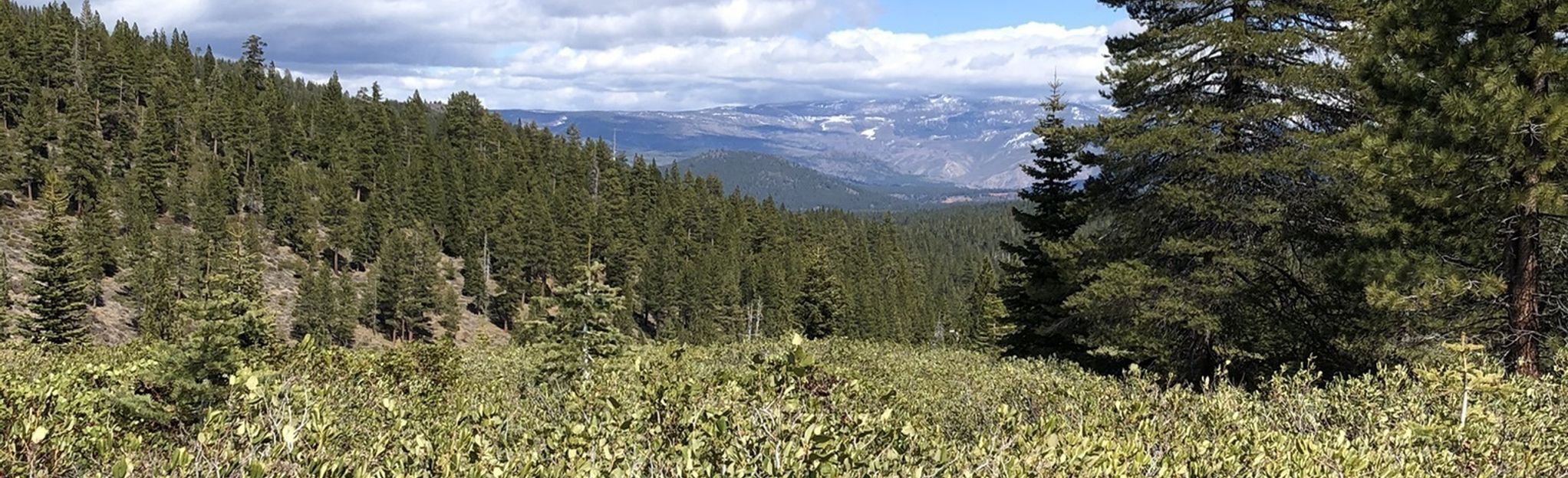 AllTrails Emigrant and Alder Creek Spur Loop 65 Reviews, Map California