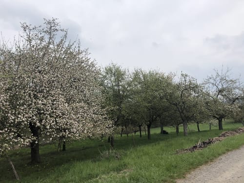 Bloopifferweg