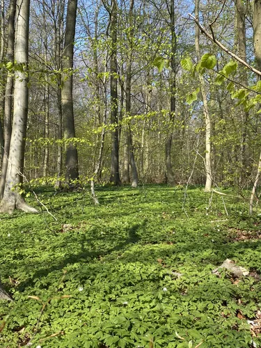 Best Wild Flowers Trails in Riis Skov | AllTrails
