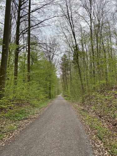 Trimm-dich-Pfad im Guttenberger Forst