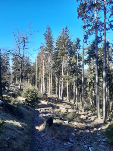 Große Kurve und Altkönig Rundweg