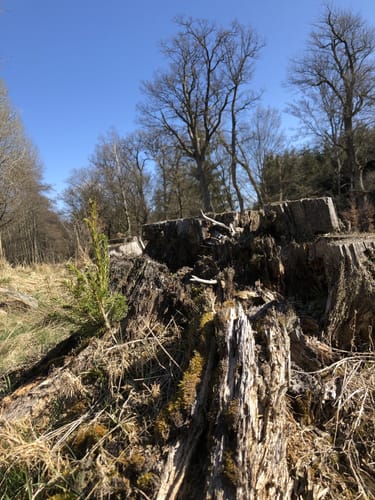 Soonwaldsteig Etappe 4: Ellerspring - Rheinböllen