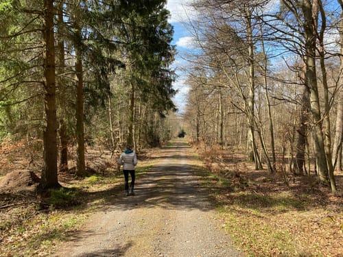 Durch den Gemünder Wald