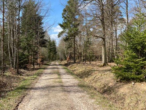 Durch den Gemünder Wald