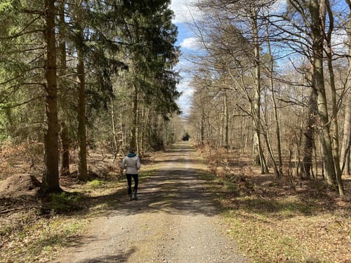 Durch den Gemünder Wald