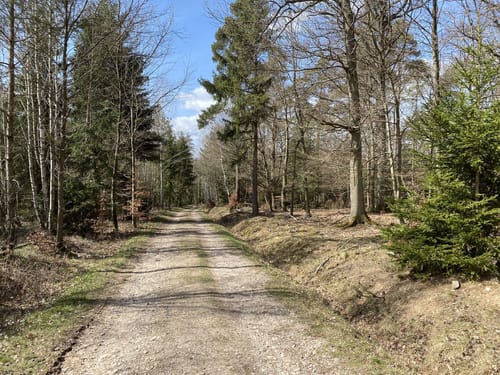 Durch den Gemünder Wald