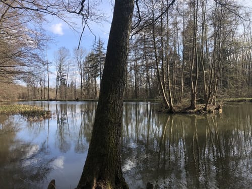Rundweg Brunnenweiher - Hattsteinweiher