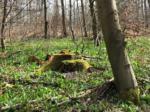 Hohe Tafel