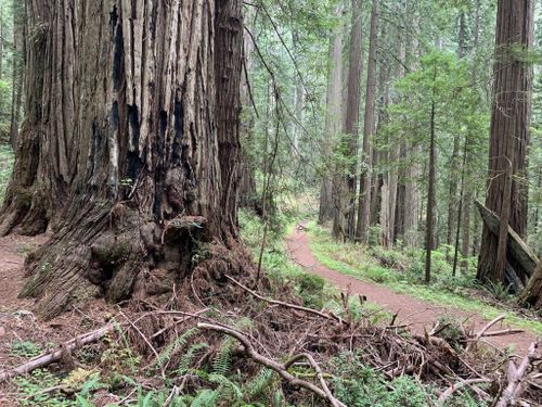 del norte coast redwoods state park