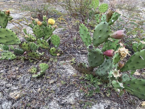 Best Hikes and Trails in High Ridge Scrub | AllTrails