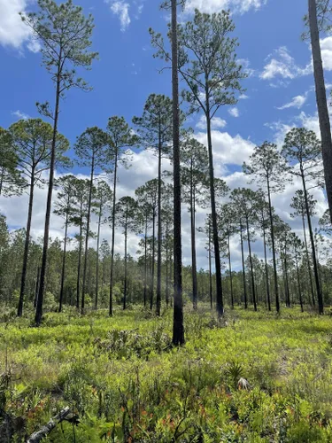 10 Best Trails and Hikes in New Smyrna Beach | AllTrails