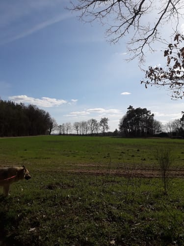 Alsdorf (Naturpark Südeifel Wanderweg Nr. 66)