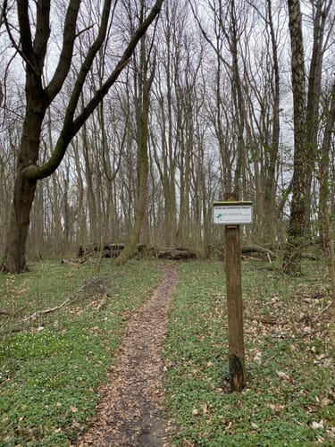 Kormorankolonie Niederhof