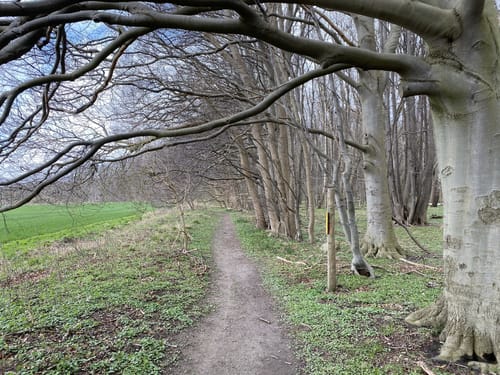Kormorankolonie Niederhof