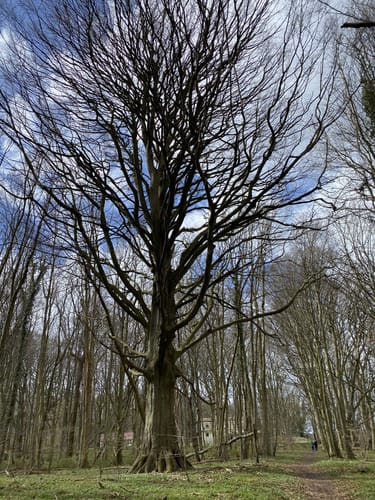 Kormorankolonie Niederhof