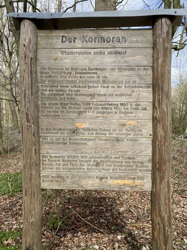 Kormorankolonie Niederhof