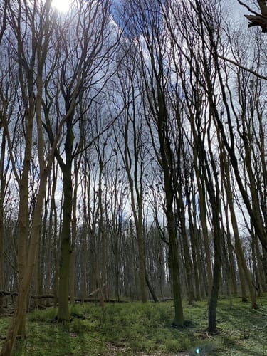Kormorankolonie Niederhof