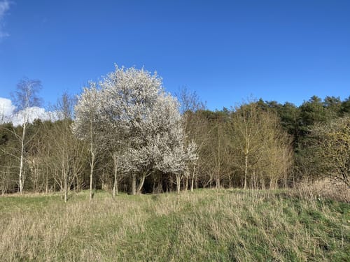 Rundwanderweg: Derwitz - Windmühlenberg