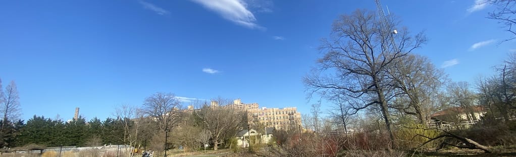 Birds of Brooklyn: Blue Jay - Brooklyn Botanic Garden