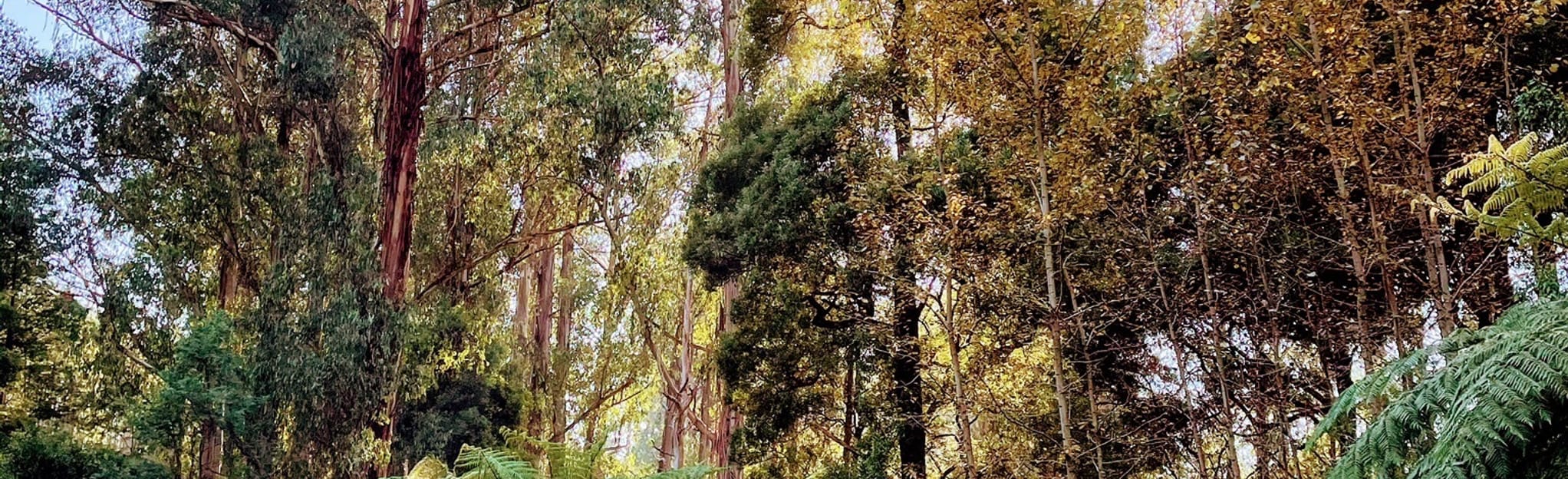 Childers Plantations Loop 9 foto's Victoria, Australia AllTrails