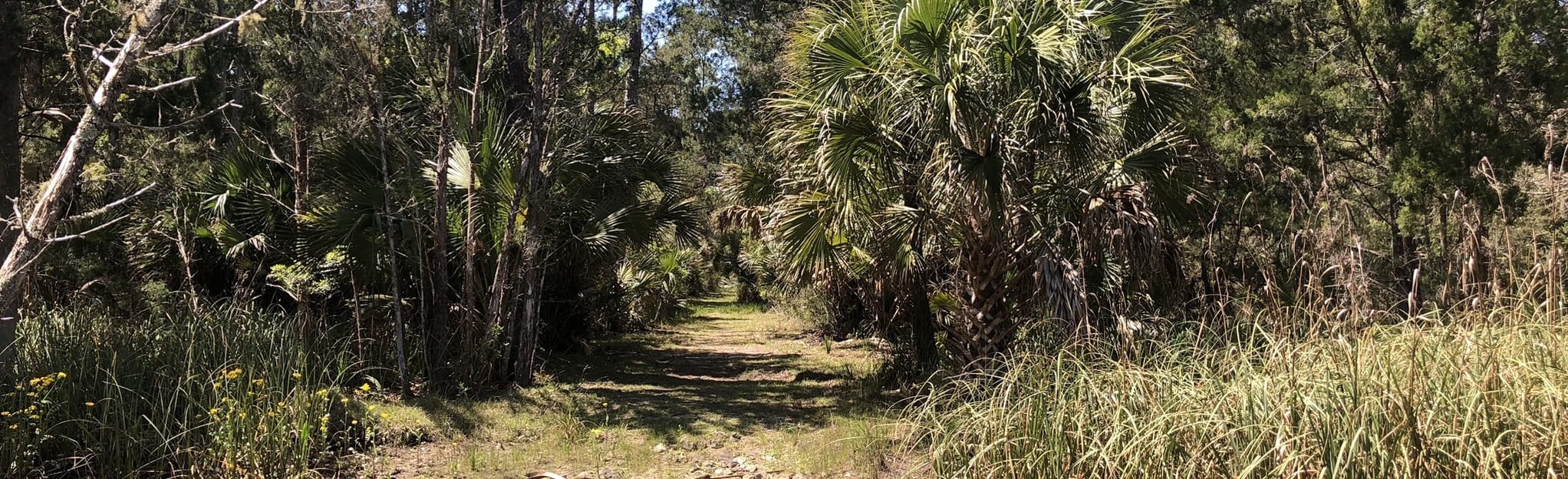 Econfina River State Park Orange - EyJidWNrZXQiOiJhc3NldHMuYWxsdHJhaWxzLmNvbSIsImtleSI6InVwbG9hZHMvcGhvdG8vaW1hZ2UvMzUyMzcyMTkvMmY5NTllNjcwMGU0NTVjMDc3YWExNDJmMGVmNGVhZGIuanBnIiwiZWRpdHMiOnsidG9Gb3JtYXQiOiJqcGVnIiwicmVzaXplIjp7IndpZHRoIjoyMDQ0LCJoZWlnaHQiOjYyNCwiZml0IjoiY292ZXIifSwicm90YXRlIjpudWxsLCJqcGVnIjp7InRyZWxsaXNRdWFudGlzYXRpb24iOnRydWUsIm92ZXJzaG9vdERlcmluZ2luZyI6dHJ1ZSwib3B0aW1pc2VTY2FucyI6dHJ1ZSwicXVhbnRpc2F0aW9uVGFibGUiOjN9fX0=