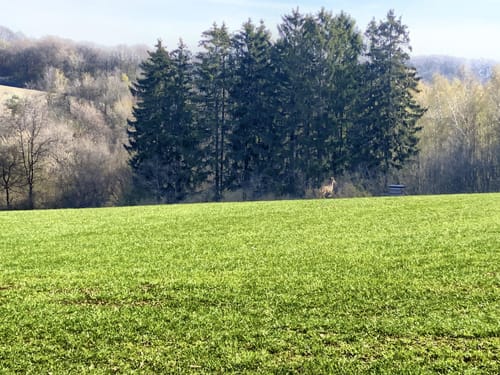 Tiefenbach-Pfad (Premiumwanderweg)