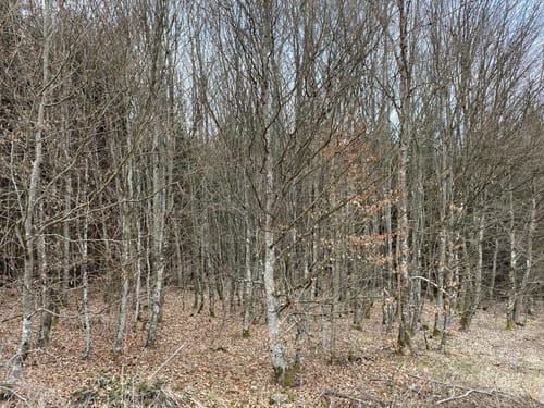 Wanderweg 7: Lohgrundweg
