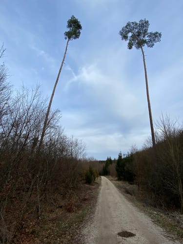 Wanderweg 7: Lohgrundweg