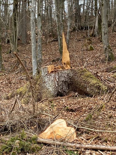 Wanderweg 7: Lohgrundweg