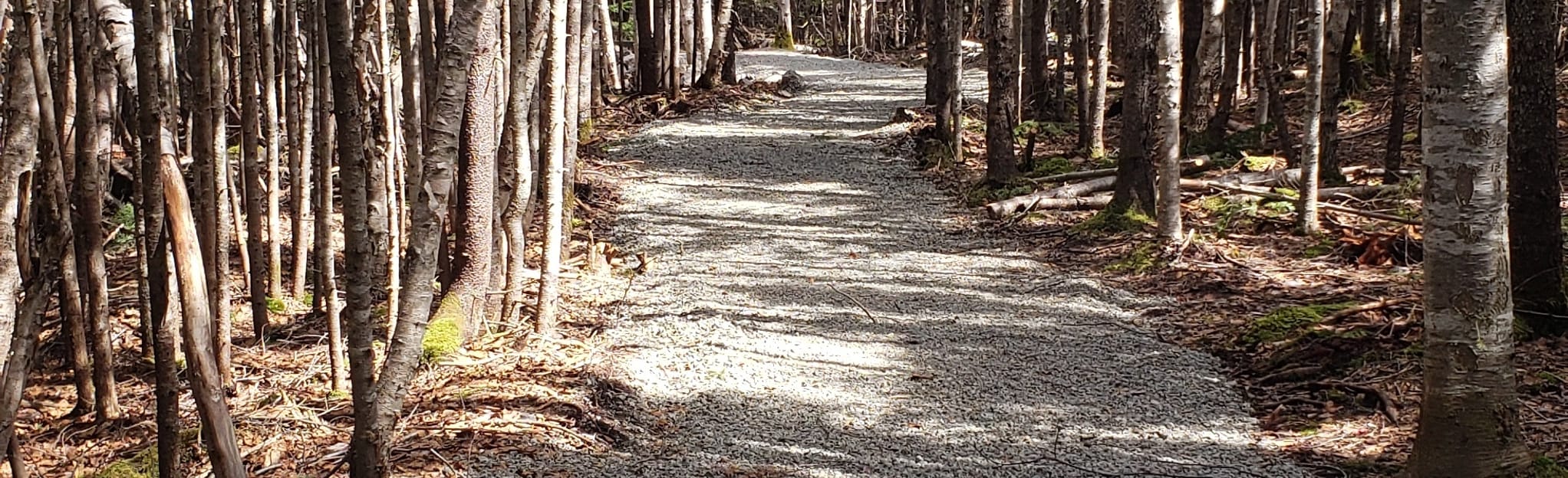Spruce Trail, Nova Scotia, Canada 2 Reviews, Map AllTrails
