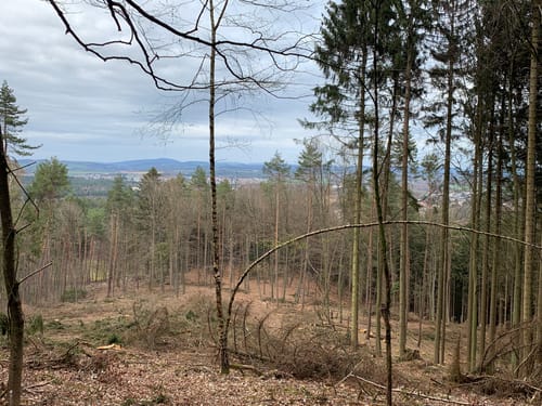 Sagenhafter Waldpfad (Pfalz)
