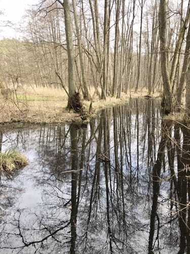 Aus Menz zum Großen Stechlinsee