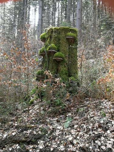 FrankenwaldSteigla Muschelkalkweg
