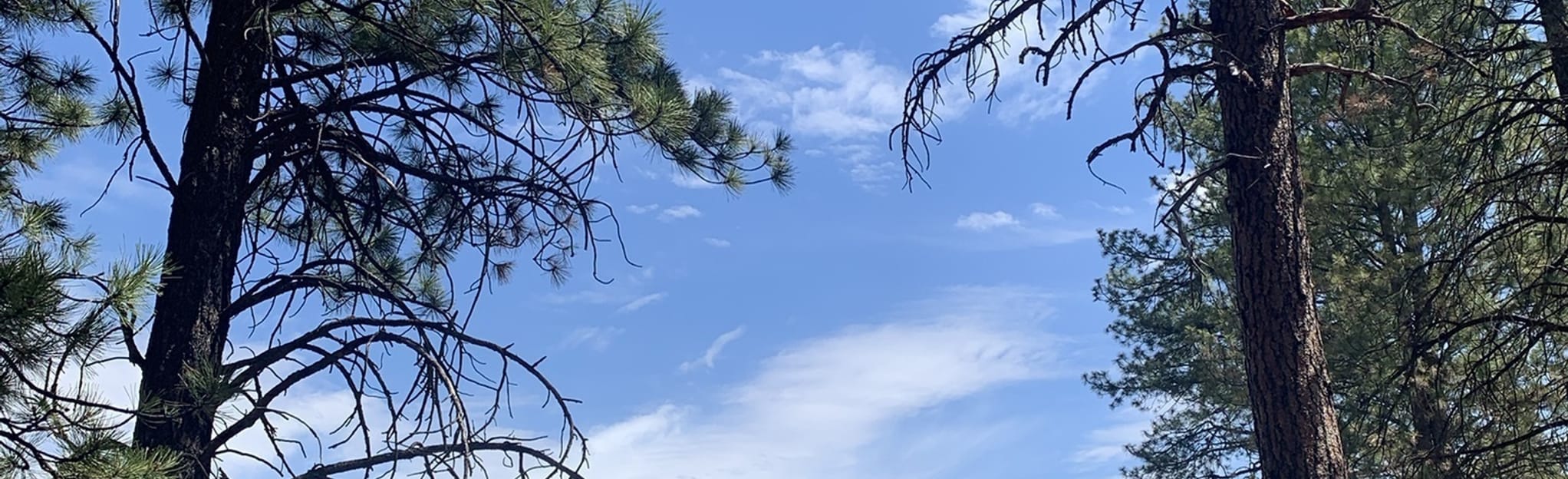 Phil's Trail , Oregon 63 Reviews, Map AllTrails