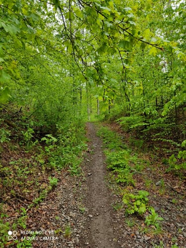 Rundwanderweg Reh