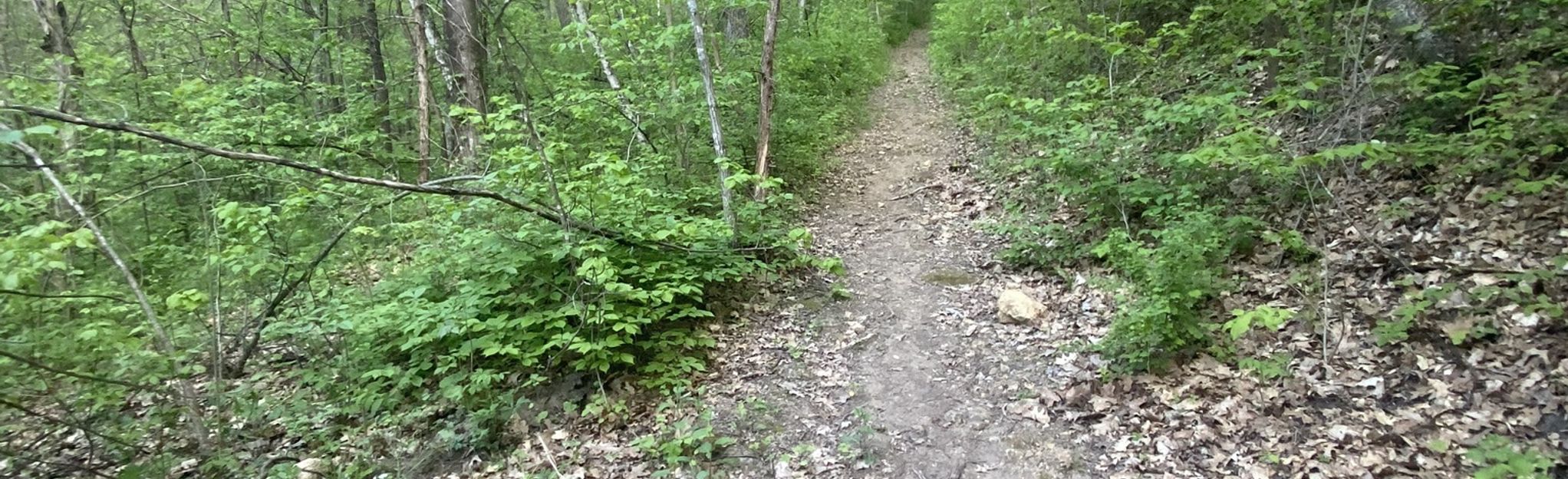 Kruger Campground Loop: 19 Reviews, Map - Minnesota | AllTrails