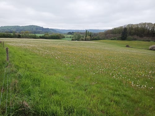 Runde um Düppenweiler