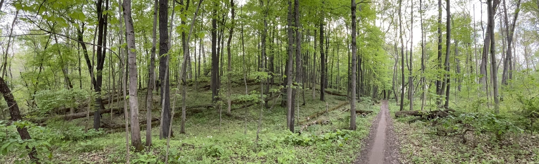 Island Lake Blue and Yellow Trail Loop, Michigan 381 Reviews, Map