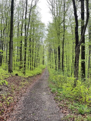 Martinroda - Veronikaberg - Karolinenblick