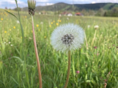 Kleine Runde bei Maierhöfen