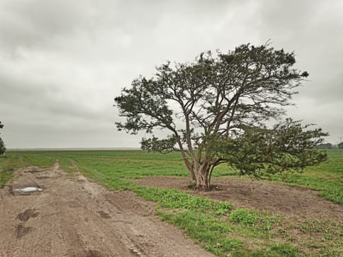Boddenrundweg von Michaelsdorf bis Neuendorf