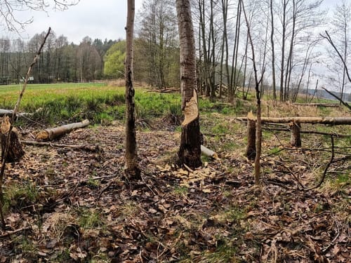 Von Peitz durch den Spreewald und die Märkische Heide nach Bestensee