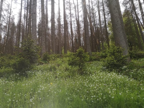 WesterwaldSteig Etappe 12: Weyerbusch - Flammersfeld