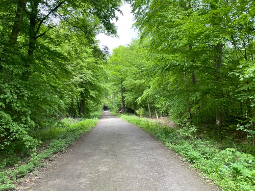 Kleiner Rundweg im Deister ab Egestorf
